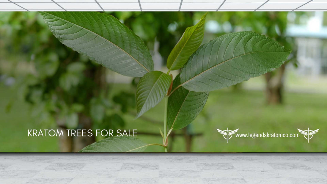 kratom trees for sale