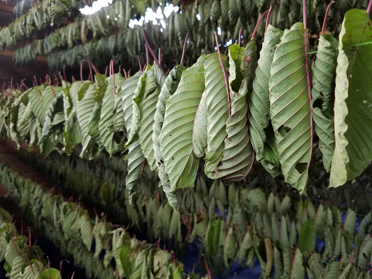 Red Vein Kratom leaves hanging to dry out before being crushed. What is kratom? it is a leaf that is crushed and ground to a powder and used in tea. 